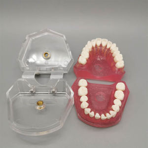 Studio di insegnamento del dente rimovibile estrazione denti dentali modello odontoiatria pratica formazione studio Typodont modelli dentista - Product Image 6
