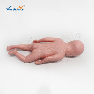 Un modèle médical réaliste pour l'entraînement infirmier peut être utilisé comme modèle de bébé avec un os pelvien. - Product Image 2