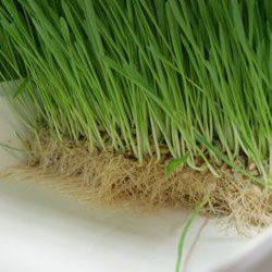 علف هوائي ، صينية قناة NFT ، مزراب مائي ، أنظمة زراعة عمودية - Product Image 4