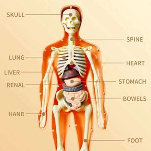 Modèle 3D de Torse Humain pour Enfants, Squelette Anatomique, Kit d'Assemblage d'Organes DIY, Jouet Éducatif, Outil Pédagogique Durable, Anti-Stress, pour l'Extérieur - Product Image 4