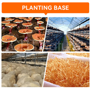 CHTNature Estratto in Polvere di Funghi <span class=keywords><strong>Cordyceps</strong></span> <span class=keywords><strong>Sinensis</strong></span> Biologico Estratto di <span class=keywords><strong>Cordyceps</strong></span> Militaris - Product Image 4