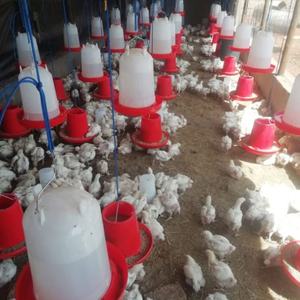 Comedero de plástico para pollos, alimentador manual para aves de corral, bebedero para aves, comedero para aves de corral - Product Image 1