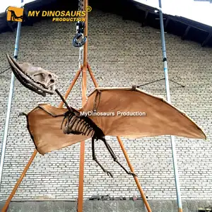 My Dino-Skeleton model,pterosaur skeleton animal skeleton