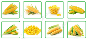 Tostadora de maíz <span class=keywords><strong>dulce</strong></span>/máquina de maíz a la parrilla - Product Image 2