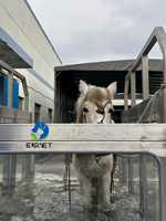 Tapis roulant d'hydrothérapie sous-marine professionnel EURVET pour chevaux - Utilisation chirurgicale - Équipement vétérinaire réutilisable pour grands animaux