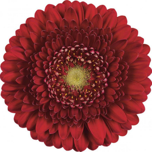 Base de plantación de flores de Yunnan, venta al por mayor, <span class=keywords><strong>Gerbera</strong></span> <span class=keywords><strong>Jamesonii</strong></span> para Decoración - Product Image 3