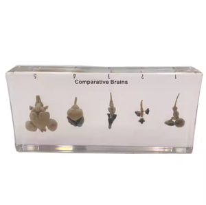 Gelsonlab HSBS-067 de ciclo de vida de mariposa muestra incluidas muestras biológicas - Product Image 2