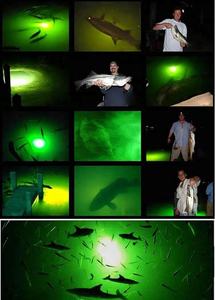 Lampe à leurre Mini pêche leurre piège lumière goutte profonde lumière LED sous-marine - Product Image 6