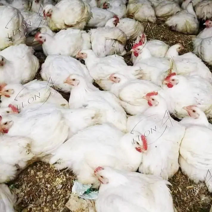 Niedriger Preis Automatische große Hühnerstall Haus Geflügelfarm Broiler Ausrüstungen zum Verkauf