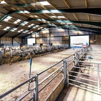 Structure en acier personnalisée pour l'élevage de bétail, hangar d'élevage de chèvres, abri préfabriqué pour moutons