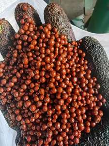 <span class=keywords><strong>Engrais</strong></span> Spécial pour Épis de Maïs, Prévient les Feuilles Jaunes, <span class=keywords><strong>Engrais</strong></span> Organique en Boules Brillantes à Base d'Acides Aminés et Humiques - Product Image 2