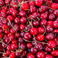 Collation aux fruits frais extra large sur mesure de la cerise moderne dernière qualité douce juteuse vitamine riche Compliment sain du Shandong