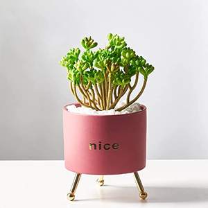 Pot de plante en céramique pour succulentes en dropshipping, 4,5 pouces, jardinières, petit récipient pour <span class=keywords><strong>cactus</strong></span>, pour table, rebord de fenêtre, chevet, jardin - Product Image 6