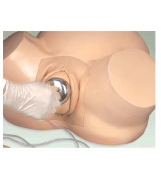 Modelo de Entrenamiento de Útero Simulado para Ciencias Médicas, Modelo Avanzado de Útero Embarazado, Modelo de Entrenamiento de Enfermería para Embarazadas - Product Image 6