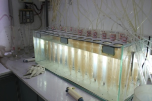 Œufs de crevettes artemias blanc <span class=keywords><strong>d</strong></span>'étoile, coquille, aliments pour poissons <span class=keywords><strong>d</strong></span>'aquarium - Product Image 6