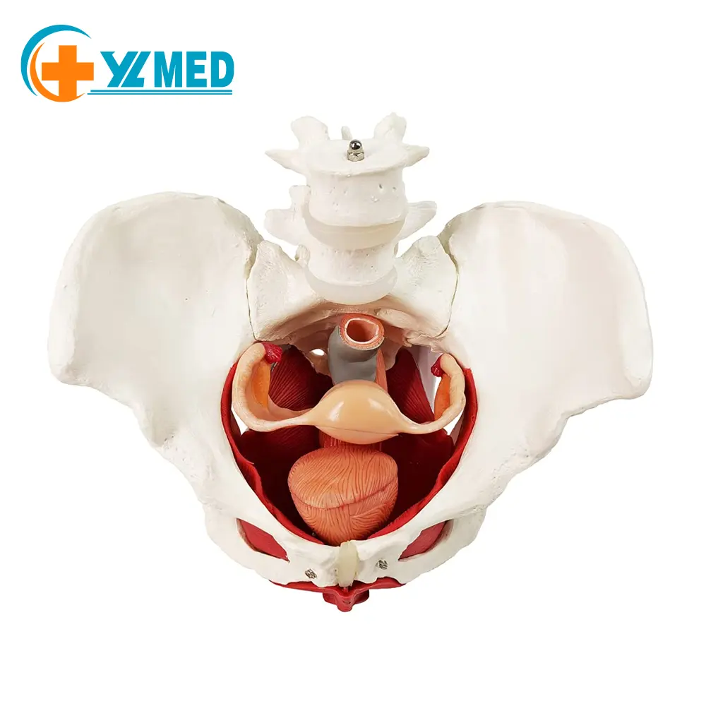 Modèle de bassin et périnée féminin avec organes amovibles montage magnétique modèle d'anatomie des muscles du plancher pelvien féminin et de l'utérus