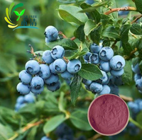 Pasokan pabrik penjualan panas bubuk ekstrak Blueberry alami dalam kemasan Drum