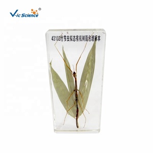 Espécimen incrustado de animales, resina de insectos, espécimen de palo de bambú - Product Image 1