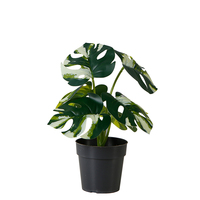 Tanaman Bonsai Monstera Tinggi 21CM Dekorasi Dalam Ruangan Tanaman Buatan Daun Putih dan Hijau