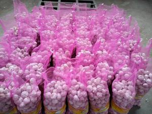 Ajo Verde Puro Blanco Normal Blanco Encurtido Verduras Chinas Venta al por mayor Suministro de Ajo Fresco - Product Image 6