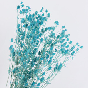 Fleurs de marron de mer séchées de haute qualité, fruits de la Saint-Valentin séchés, Eryngo <span class=keywords><strong>Eryngium</strong></span> <span class=keywords><strong>Foetidum</strong></span> pour la décoration de mariage - Product Image 4