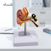 Modèle anatomique de l'oreille (oreille externe, intermédiaire, interne) pour la communication entre l'ORL et le patient
