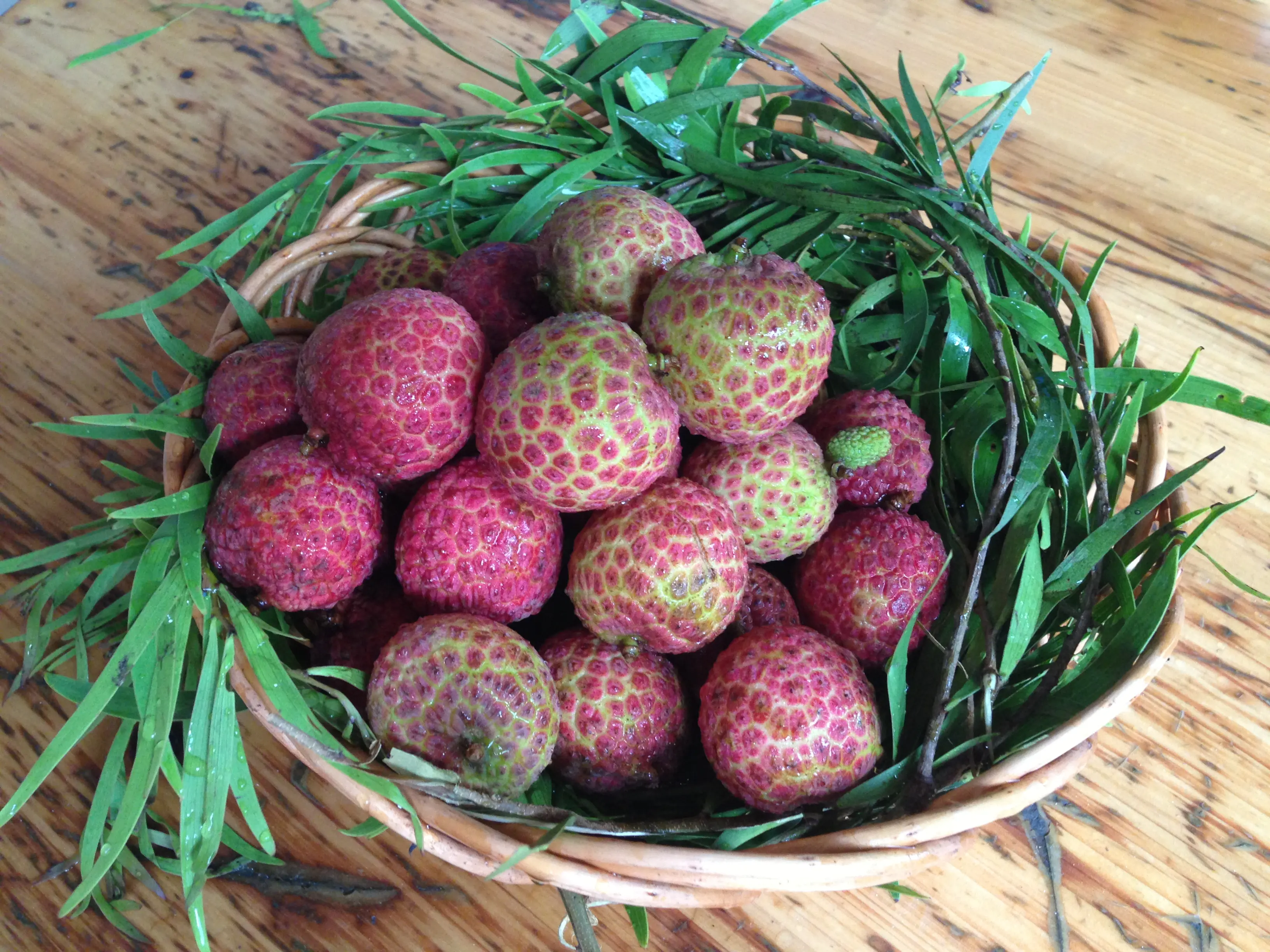 Ekspor produk pertanian leci pohon tua Lychee manis dan segar segar segar buah di musim