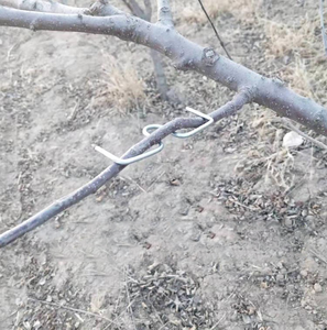 Dilatatore per Rami di Alberi da Frutto per Modellare - Product Image 4