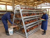 Nouvelle cage à poulets de type A galvanisée à chaud, 4 niveaux, 160 oiseaux, cage en batterie haute capacité pour ferme avicole en Afrique