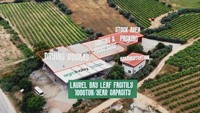 Daun Salam Turki Pilihan Kelas Satu 4-7cm Daun Laurel Kering 500kg AD Bumbu Herbal Alami Mentah Bersertifikat ISO/HACCP Terbaru