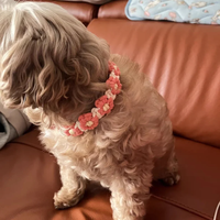 Collier de chat à fleur mignon fait à la main en coton macramé fait à la main chien chat colliers breloques petite marguerite collier pour animaux de compagnie