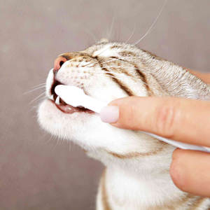 Dentifrice Trixie Dental Care au goût de fromage pour chats, avec brosse à dents - Product Image 4