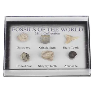 Autentici fossili del mondo naturale Trilobite di Ammonite fossile con scatola di visualizzazione per la collezione e l'arredamento della casa