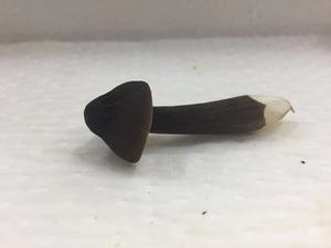 DETAN HORECA utilisant l'usine cultivée stable fournissant des <span class=keywords><strong>champignons</strong></span> de châtaigne royale frais chinois comestibles de haute qualité - Product Image 5