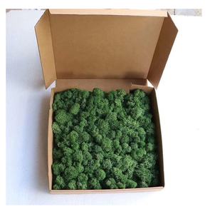 थोक सदाबहार काई अनन्त ग्रीन के लिए स्थिर काई असली प्राकृतिक संरक्षित काई पैनल दीवार सजावट - Product Image 2