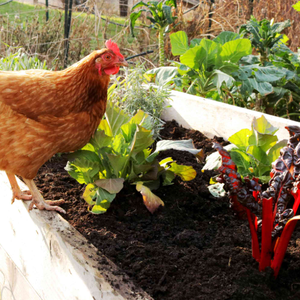 <span class=keywords><strong>Engrais</strong></span> organique à libération lente de fumier de poulet fermenté, inodore, améliore la fertilité du sol, serre, fraises, tomates, concombres - Product Image 1