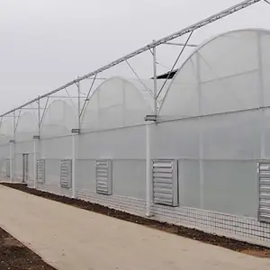 Agricultura multi-span arco filme plástico Estufa tomate estufa e morango estufa projeto turnkey