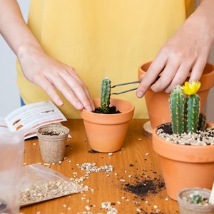 Graines de cactus à faire pousser soi-même, françaises, 100% écologiques, pour planter <span class=keywords><strong>et</strong></span> décorer, idée cadeau, kit de démarrage de cactus mixtes - Product Image 5