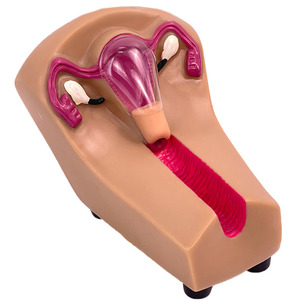 Modelo de entrenamiento de condones intrauterinos para mujer - Product Image 2