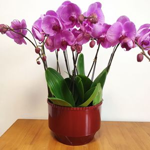 <span class=keywords><strong>Pot</strong></span> <span class=keywords><strong>de</strong></span> <span class=keywords><strong>fleur</strong></span> en plastique, nouvelle résine <span class=keywords><strong>de</strong></span> <span class=keywords><strong>jasmin</strong></span> chinois rond Clivia haut <span class=keywords><strong>de</strong></span> gamme sable grossier orchidée noire nacrée - Product Image 1
