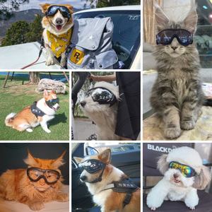 Lunettes UV transparentes pour animaux de compagnie Lunettes anti-neige pour chiens <span class=keywords><strong>avec</strong></span> sangles réglables - Product Image 6