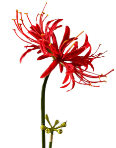 ヘルスウェイ赤クモユリエキスハーブLycoris Radiataエキスパウダー - Product Image 6