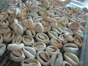Shell <span class=keywords><strong>Conch</strong></span> - Product Image 4