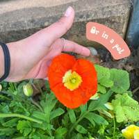 Vente en gros Plantation populaire Blooming Wildflower 3 X Zaad Bomb Balls Pack