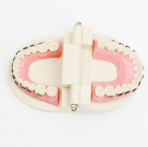 Modello Dentale Pediatrico <span class=keywords><strong>di</strong></span> Piccole Dimensioni per l'Insegnamento Odontoiatrico e l'Esposizione della Cura della Salute Orale, Modello per Trattamenti Ortodontici - Product Image 6