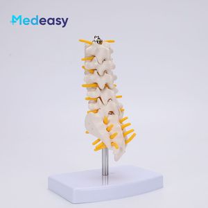 Modèle de colonne lombaire avec vertèbres caudales et mini simulateur de colonne lombaire - Product Image 3