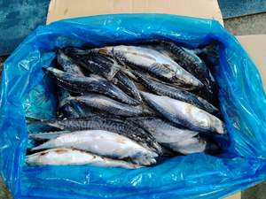 X1163 congelado pacífico cavala todo redondo fabricante de alta qualidade scomber japonicus pacífico cavala peixe 300-400g - Product Image 2