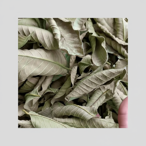 FEUILLES DE CLEISTOCALYX OPERCULATUS SÉCHÉES POUR LE THÉ ET LES INFUSIONS NATURELLES - Product Image 1