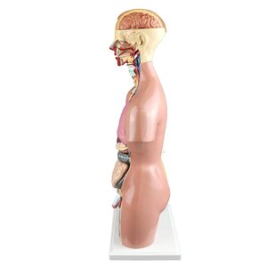 Qualité médicale 55cm 23 parties double sexe humain amphotère torse sciences médicales modèle de tronc hermaphrodite aides pédagogiques - Product Image 4