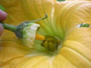 Extrato Lycopodium Clavatum Lycopodium Spore Polinização do pó - Product Image 4